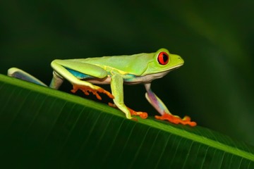 Red-eyed Tree Frog, Agalychnis callidryas, animal with big red eyes, in the nature habitat, Costa Rica. Beautiful exotic animal from central America. Frog in the nature. Beautiful frog in forest.