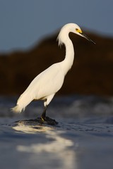 Snowy Egret, Egretta thula, in the coast habitat. Heron with sun in the morning sunrise. Bird with the dark blue sea. Heron in the water. Bird with morning sun. Heron with dark blue sky in Costa Rica.