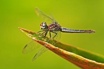 Dragonfly from Costa Rica. Dragonfly sitting on green leaves. Beautiful dragon fly in the nature habitat. Nice insect from central America. Summer day in the nature. Insect with clear green background