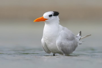 Tern in the water. Royal Tern, Sterna maxima or Thalasseus maximus, seabird of the tern family Sternidae, bird in the clear nature habitat, animal the sea, spring time, during morning sunrise, USA
