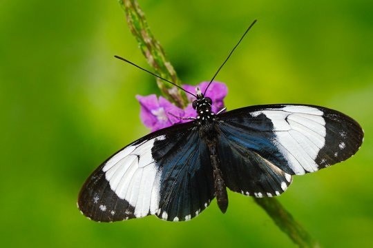 Butterfly Heliconius cydno galanthus in nature habitat. Nice insect from Costa Rica in the green forest. Butterfly sitting on the leave from Panama. Butterfly with ping flower.