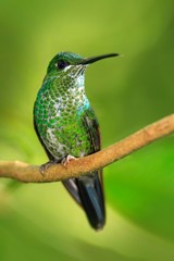 Fototapeta premium Female of hummingbird Green-crowned Brilliant, Heliodoxa jacula, RBBN Monteverde Costa Rica. Green bird in the tropic forest.
