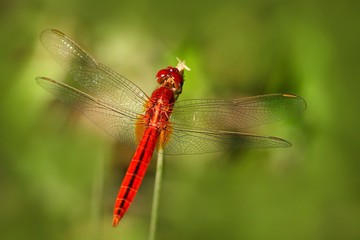 Dragonfly from Sri Lanka. Oriental Scarlet, Crocothemis servilia, sitting on the green leaves. Beautiful dragon fly in the nature habitat. Nice insect from Asia. Summer day in the nature.