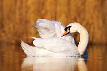 Obraz premium Swan in the nature habitat. mute swan, Cygnus olor, cleanig plumage in the water. Bird on the lake. Brow grass in the background. White animal in the water. Swan from Europe, Czech republic