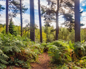 Fototapeta na wymiar A summers day walk through Delamere Forrest, Cheshire, UK