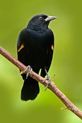 Black bird from tropic forest. Black and red song bird. Red-winged Blackbird, Agelaius phoeniceus, exotic tropic red and black song bird form Costa Rica, in the green forest nature habitat.