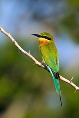 Beautiful bird in the nature tree branch habitat. Blue-tailed Bee-eater Merops philippinus perching on twig, green and blue background, near to Yala National Park, Sri Lanka. Wildlife scene from Asia.