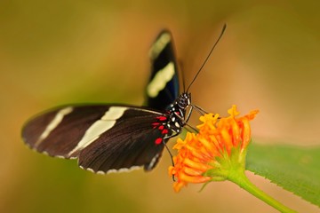 Butterfly Heliconius cydno galanthus, in nature habitat. Nice insect from Costa Rica in the green forest. Butterfly sitting on the leave from Panama. Butterfly with ping flower. Butterfly with orange 