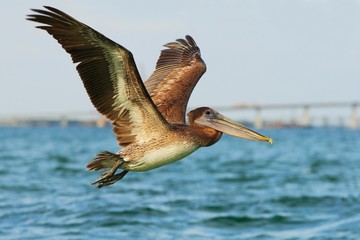 Pelican starting in the blue water. Brown Pelican splashing in water. bird in the dark water, nature habitat, Florida, USA. Wildlife scene from ocean. Brown pelican in the nature.