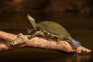 Fototapeta premium Beautiful turtle in the river. Red-eared slider, Trachemys scriptta. Tortoise in the nature river habitat. Tortoise sitting on the tree trunk in the brown river. Tortoise from Costa Rica National park