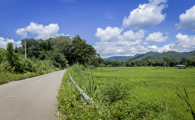 Fototapeta na wymiar Thailand countryside view, rice field in sunny day