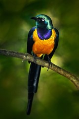 Beautiful shiny bird in the green forest. Golden-breasted Starling, Cosmopsarus regius, Golden-breasted Starling sitting on the tree branch in the nature habitat. Glossy Starling from the Ethiopia. 