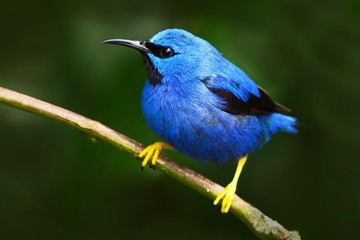 Shining Honeycreeper, Cyanerpes lucidus, exotic tropic blue tanager with yellow leg, Costa Rica. Blue songbird in the nature habitat. Beautiful blue exotic tropic blue bird with yellow leg, Panama 