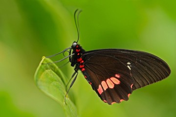 Common Mormon, Papilio polytes, beautiful butterfly from Costa Rica and Panama. Beautiful butterfly in nature green forest habitat. Wildlife scene with insect from tropic forest. Butterfly sitting.