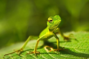 Green lizard. Beautiful animal in the nature habitat. Lizard from forest. Green Garden Lizard, Calotes calotes, detail eye portrait exotic tropic animal in green nature habitat, Sinharaja, Sri Lanka