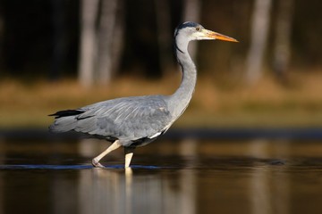 Grey Heron, Ardea cinerea, in water, blurred grass in background. Heron in the forest lake. Bird in the nature habitat, walking in the water. Animal from Sweden