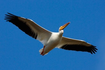 Bird in fly with blue sky. White Pelican, Pelecanus erythrorhynchos, from Florida, USA. White pelican in flight with open wings. Action scene in nature. Wildlife from Florida coast. 