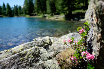 Alpine Lake and flowers