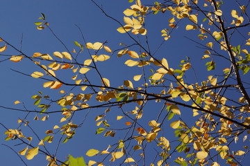 Autumn leaves. 