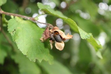Haselnuss am Baum