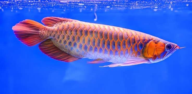 arowana fish