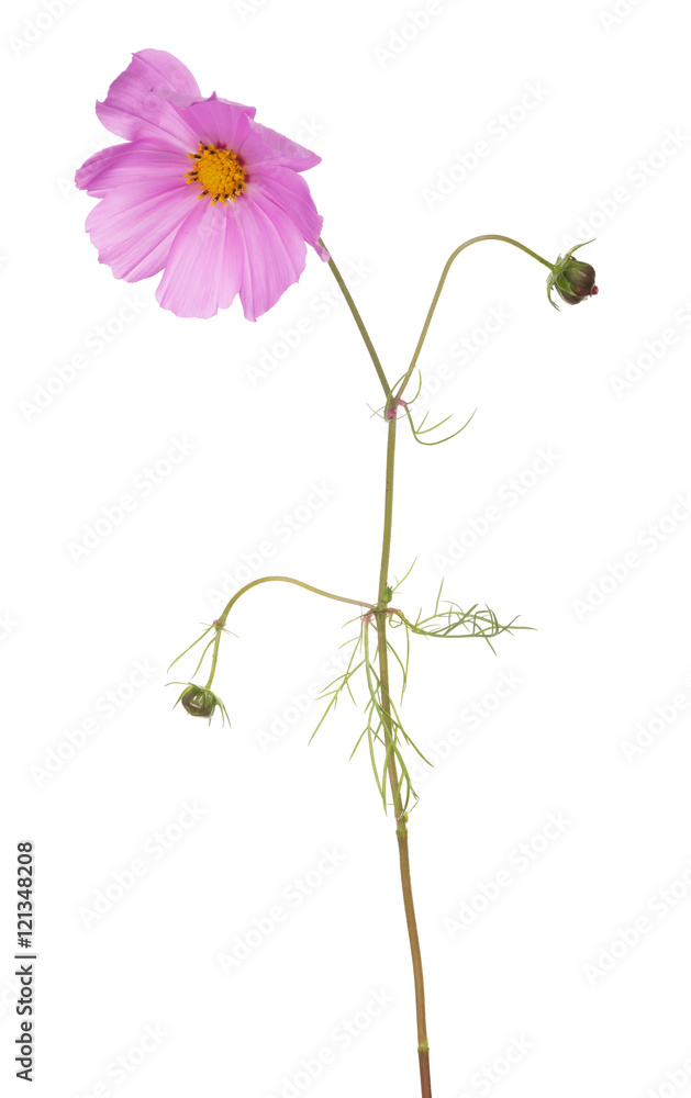 Poster garden pink flower with two buds