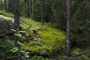 green landscape of forest glade with green grass during in the summer