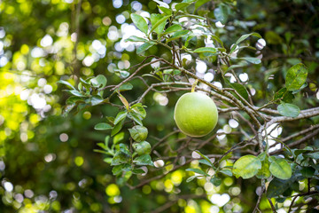 green pomelo on tree