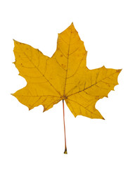 Autumn leaf