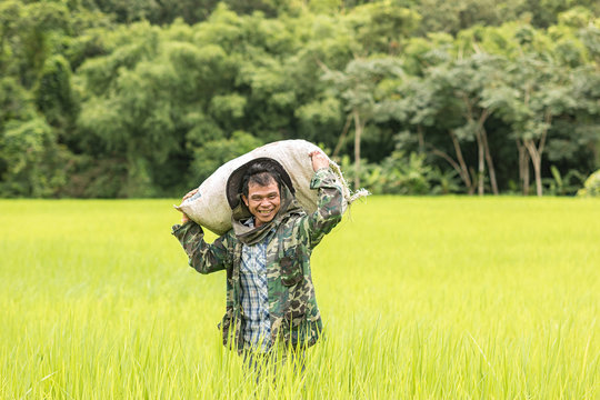 Farmers carrying fertilizer supplies in a rice field at rural.