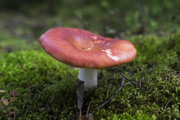 Fototapete bei efototapeten.de bestellen   