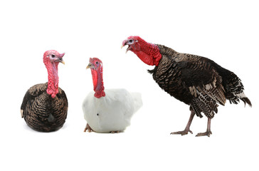 Turkeys