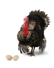 Turkey © fotomaster