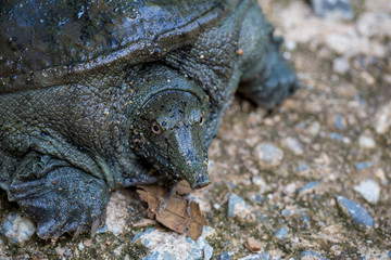 Trionyx cortilageneus on cement