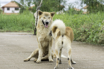 Dog cleaning tick and flea to buddy.