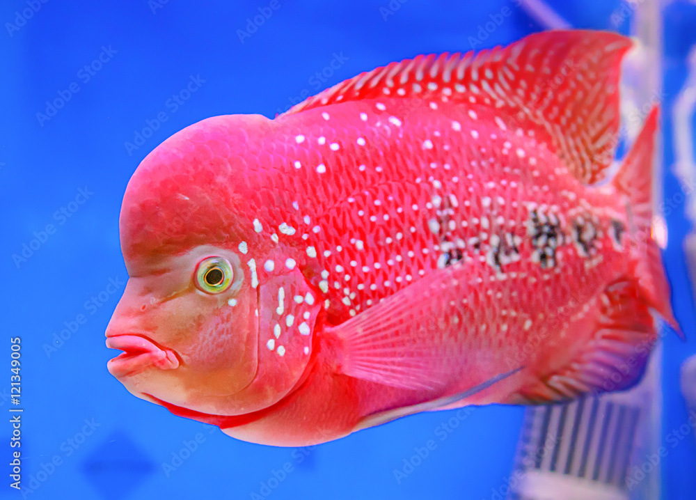 Sticker Cichlid fish