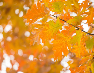 Autumn maple leaves on background