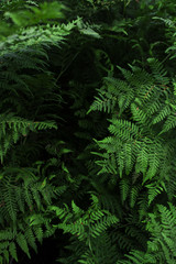 Naklejka na ściany i meble Bright green plants in the forest