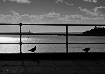 Plymouth Hoe Pigeons