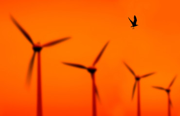 wind turbines and bird