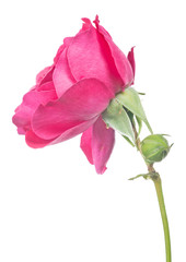 isolated bright pink rose with bud