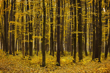 Fototapeta premium Autumn forest and a footpath