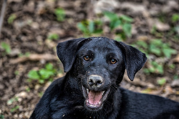 thai black dog