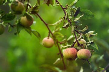 Яблоки на молодой яблоне
