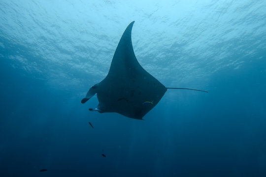 Manta Ray, Maldives