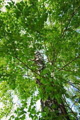 Obraz premium Beautiful trees in the park