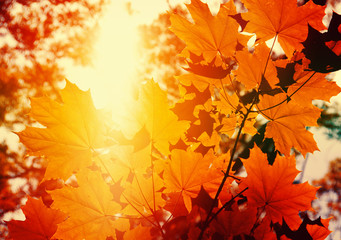 Leaves on the branches in the autumn forest.