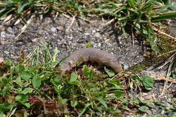 Raupe des Lindenschwärmers kurz vor der Verpuppung, Schmetterling, Minas tiliae