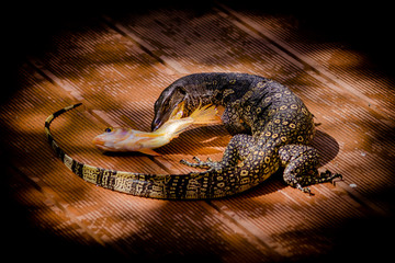 Hunting monitor lizzard