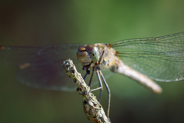 Dragonfly